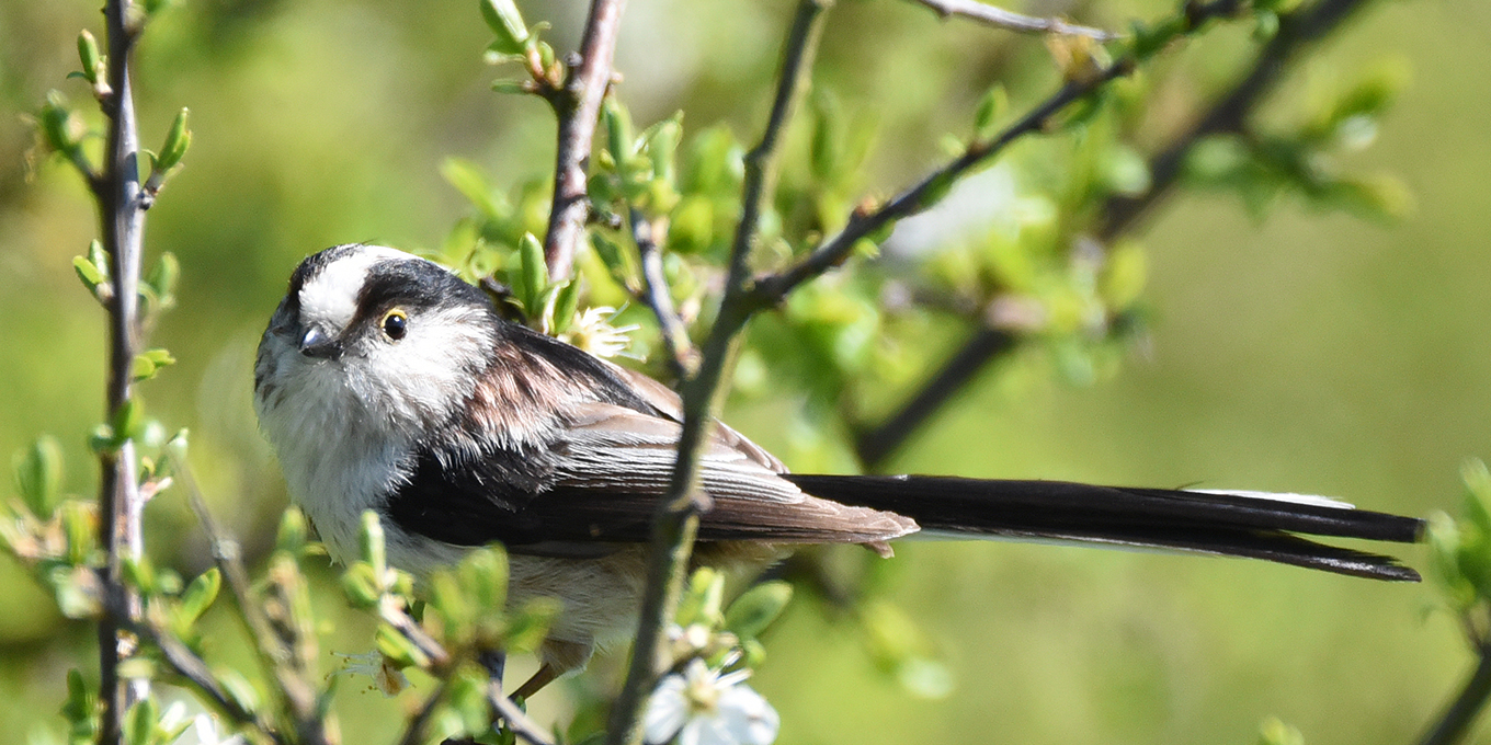 Qui sont ces oiseaux des jardins ?