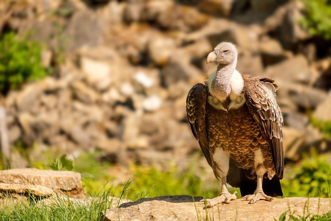 Conservation du Vautour fauve