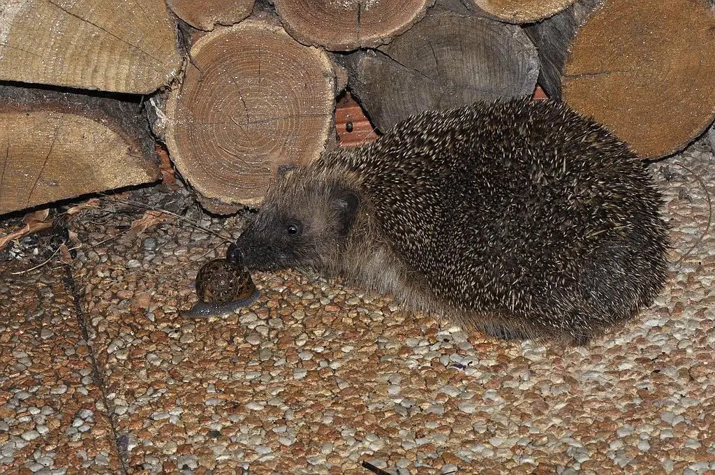 Le hérisson, copain de mon jardin mais victime de l’humain