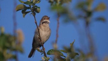 Le suivi des oiseaux communs : nouveau podcast