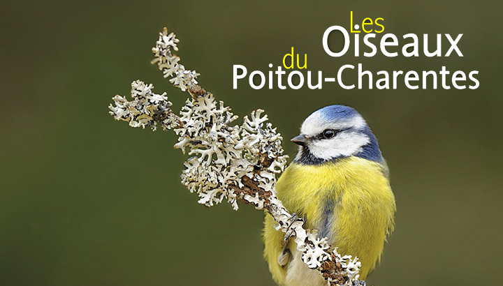 Les oiseaux du Poitou-Charentes à 15 € seulement