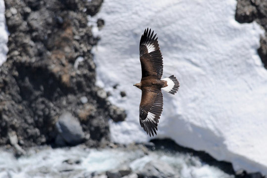 Aigles