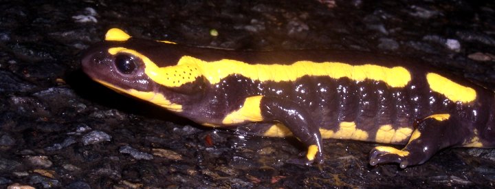 Salamandre tachetée - LPO (Ligue pour la Protection des Oiseaux) - Agir  pour la biodiversité