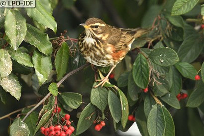 Les oiseaux du Parc de Sceaux