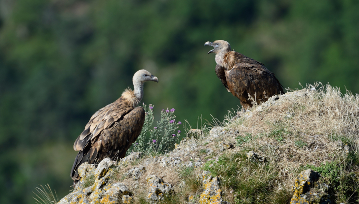 Découvrez la biodiversité d'Iraty aux côtés de la LPO !