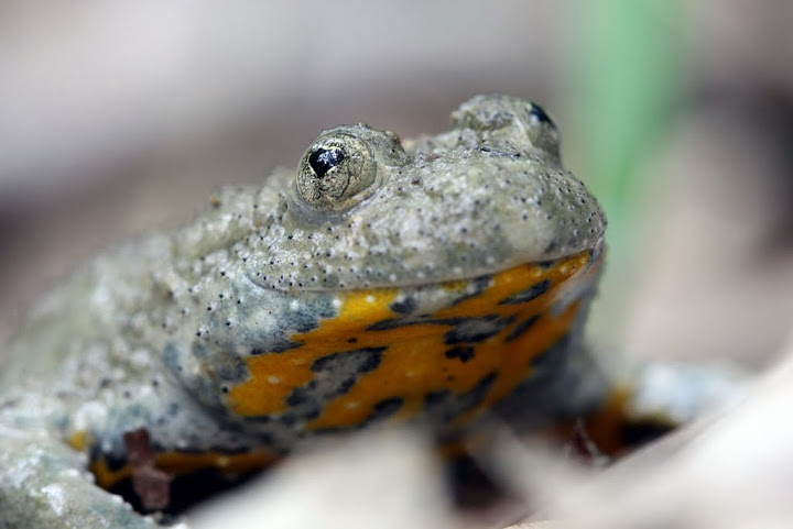 Le Sonneur à ventre jaune et la Rainette verte : des amphibiens à préserver