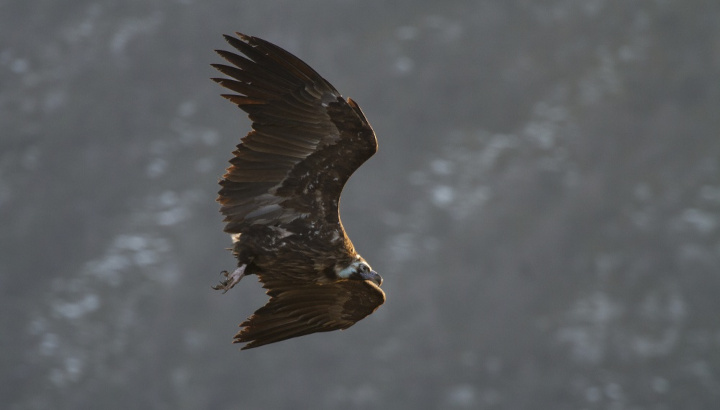 Le Vautour moine dans le Verdon