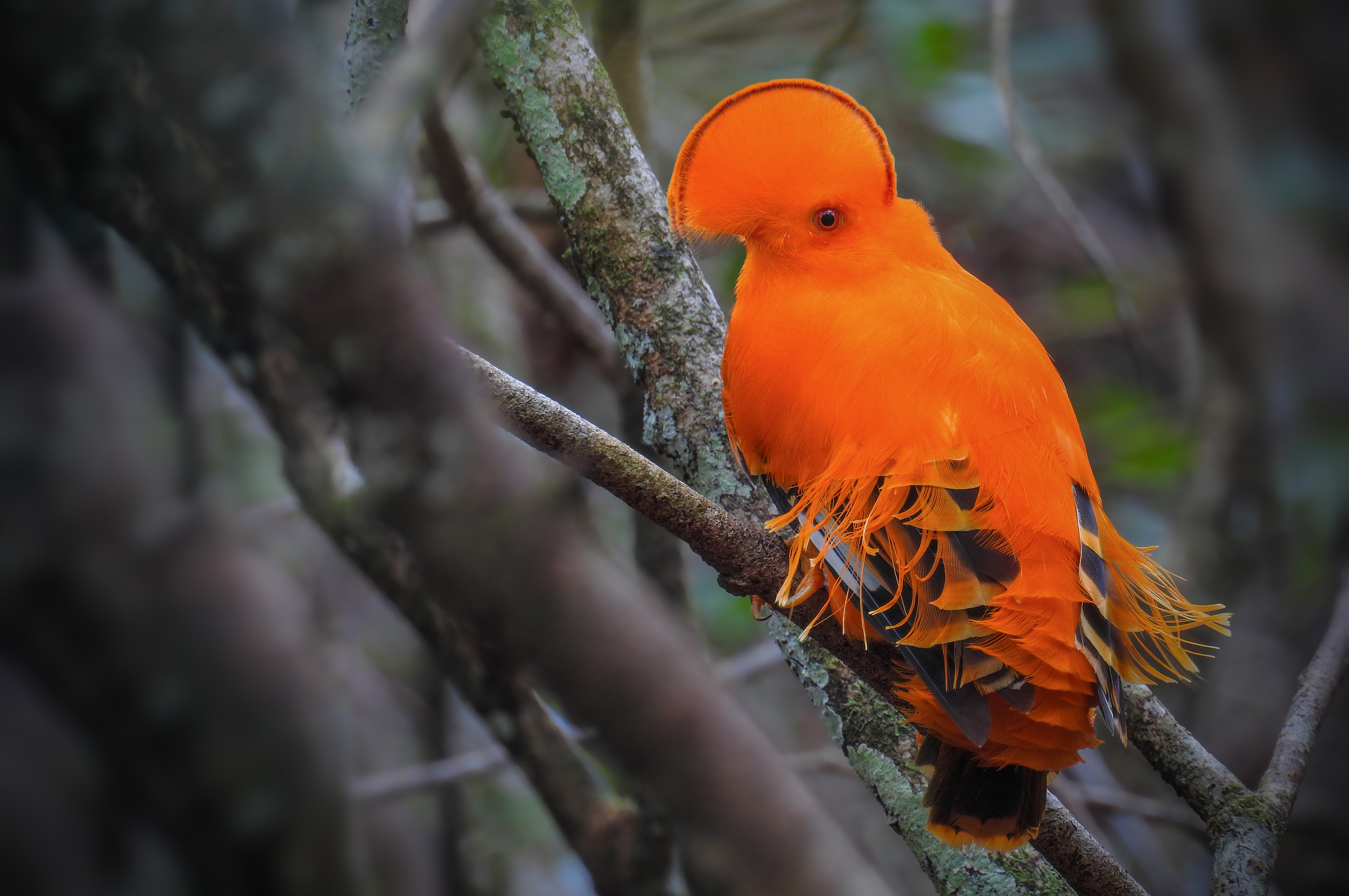 Cerisier de Jamaïque et Coq de roche orange