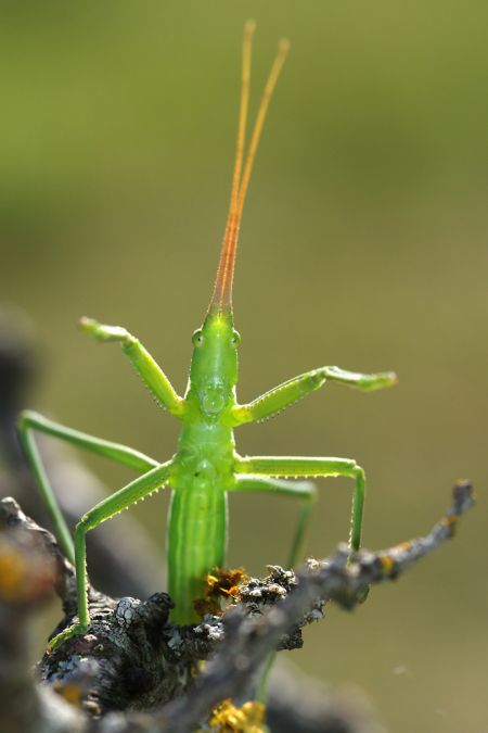Oiseaux et insectes du Causse de Caucalières