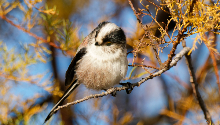 Bordeaux et Pessac : créez votre Refuge LPO dans votre jardin !