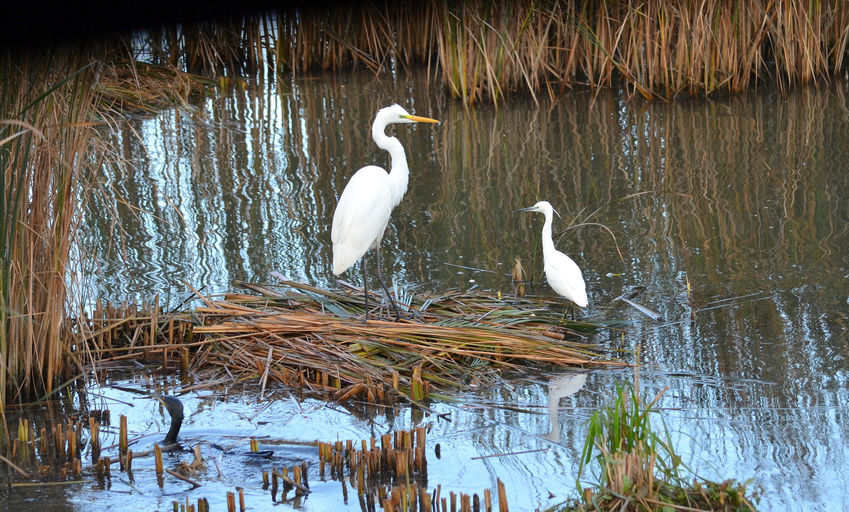 Grande Aigrette & Aigrette Garzette