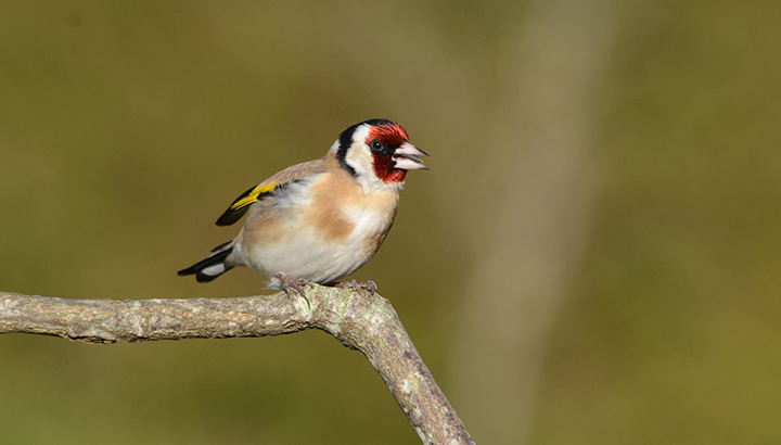 Bilan du comptage hivernal des oiseaux des jardins (37)