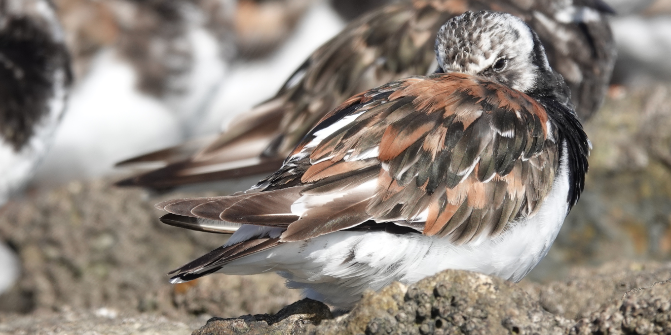 Tournepierre à collier en reposoir à la réserve naturelle de Moëze-Oléron