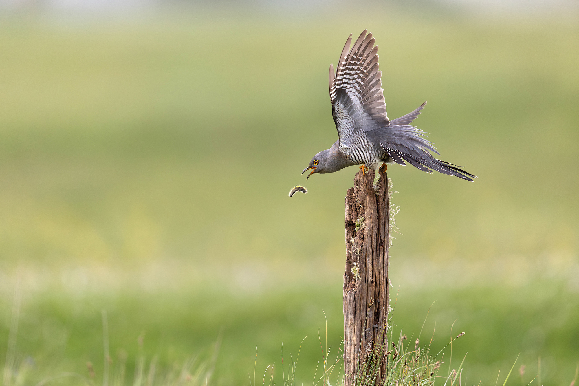 Résultats du concours de la photo d'oiseau 2023