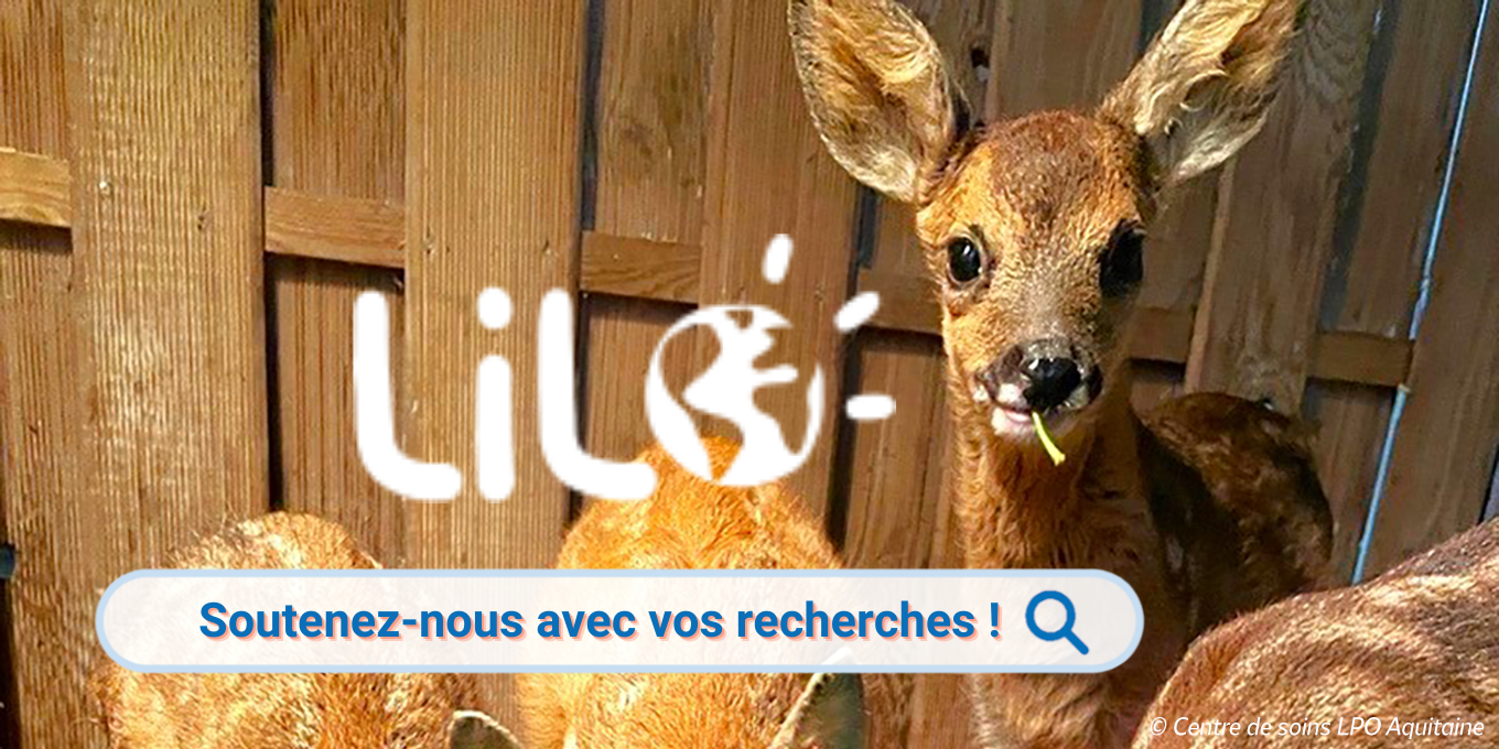 Prenez une bonne résolution avec Lilo !