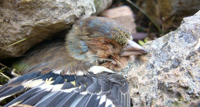 Le futur Office français de la biodiversité menacé par les lobbies de la chasse