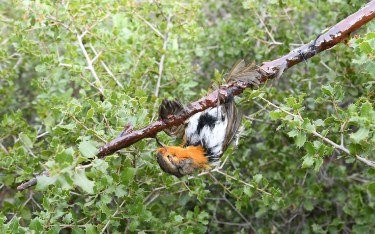 La chasse à la glu et la tenderie définitivement interdites