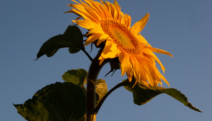 Opération tournesol : aidez les oiseaux en hiver !