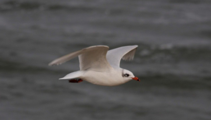 Mouettes et Goélands