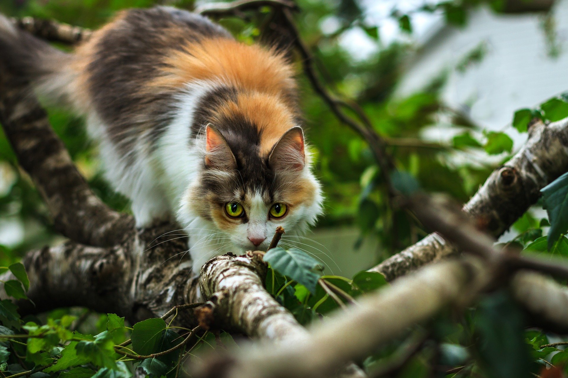 Chat domestique et biodiversité