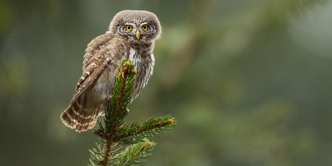 Détruire nos forêts, c'est pas chouette !