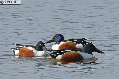 Découverte des oiseaux de la réserve naturelle régionale