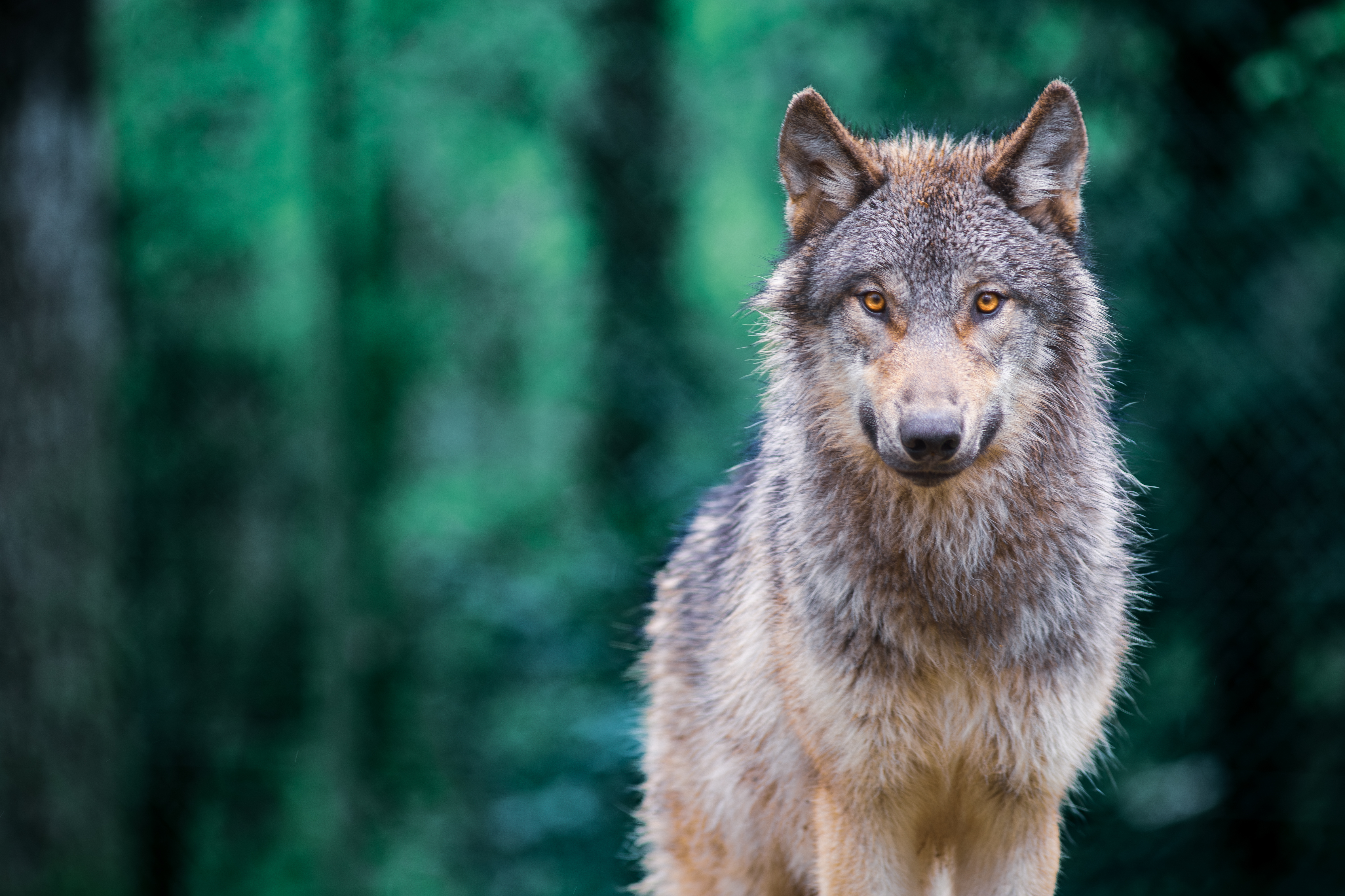 Cinq associations saisissent le Conseil d’État contre la régulation du loup