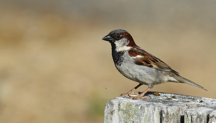 Effondrement démographique des oiseaux nicheurs en Europe