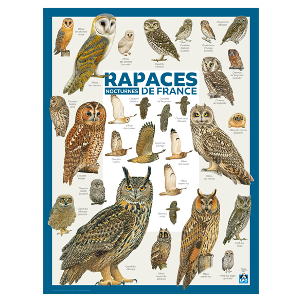 Poster LPO Rapaces nocturnes de France