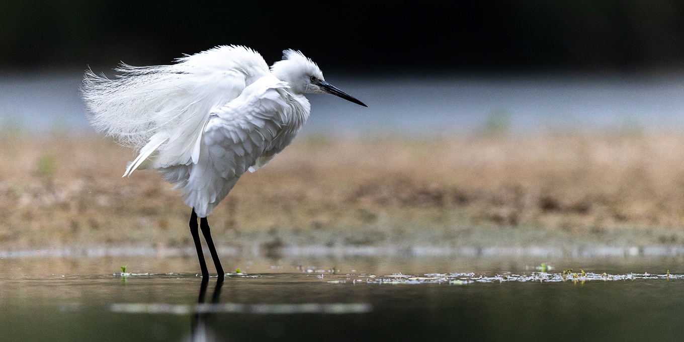 Aigrette garzette © Alain Lorieux