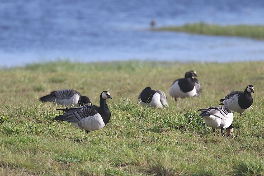 La réserve naturelle de Beauguillot (Manche)