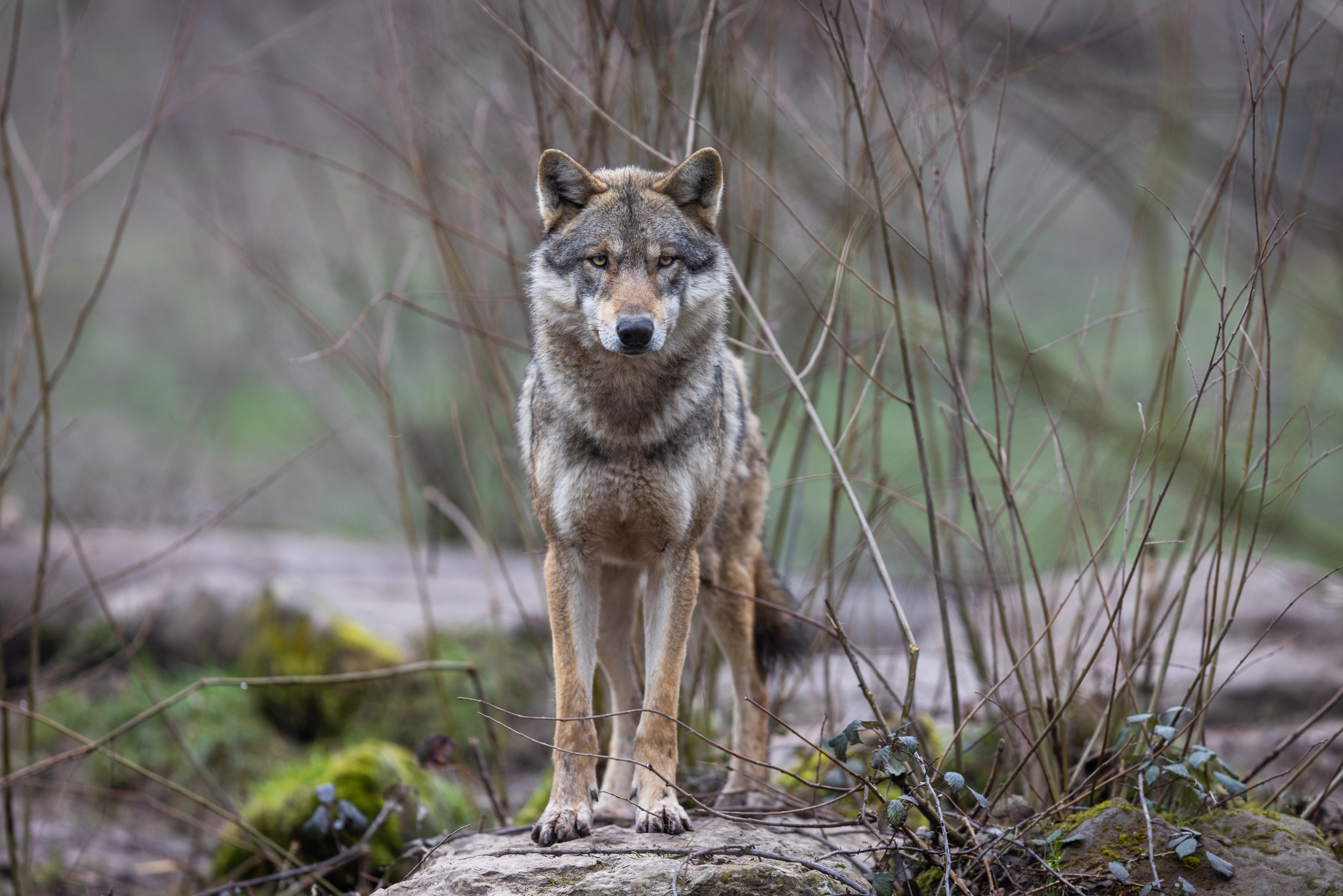 L’Etat continue de s’acharner sur les loups