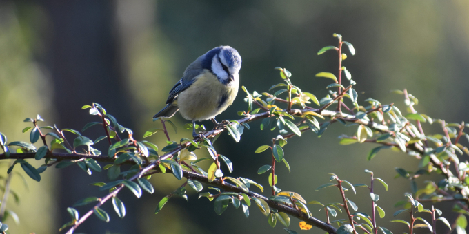 Mésange bleue