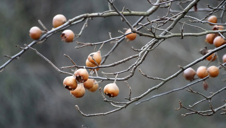 Planter en hiver : les arbres et arbustes bretons à privilégier