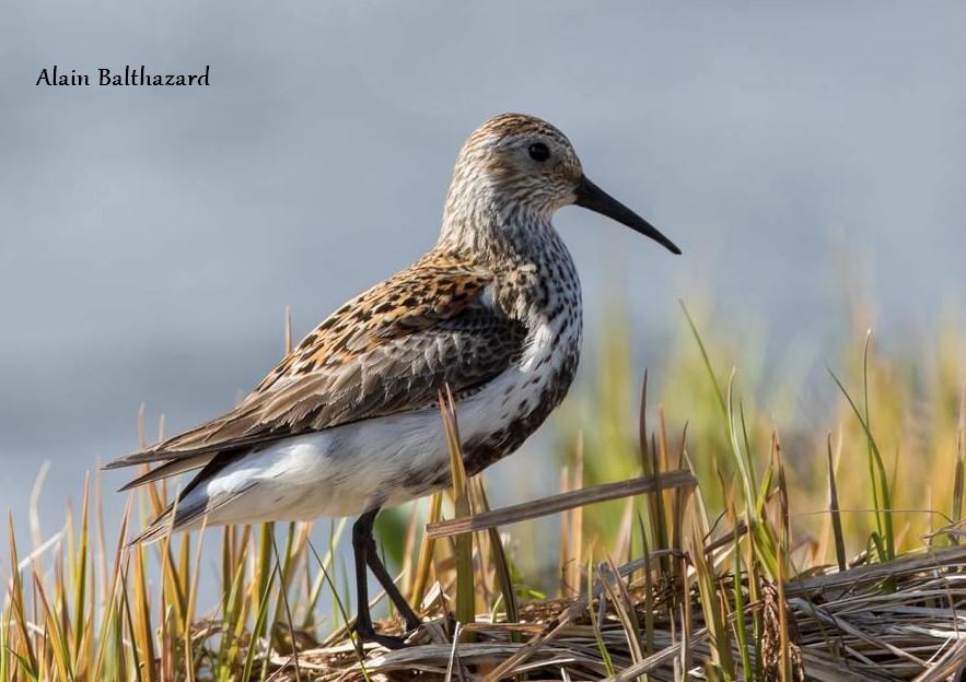 Bécasseau Variable