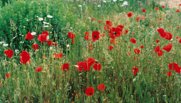 Semaine pour les alternatives aux pesticides