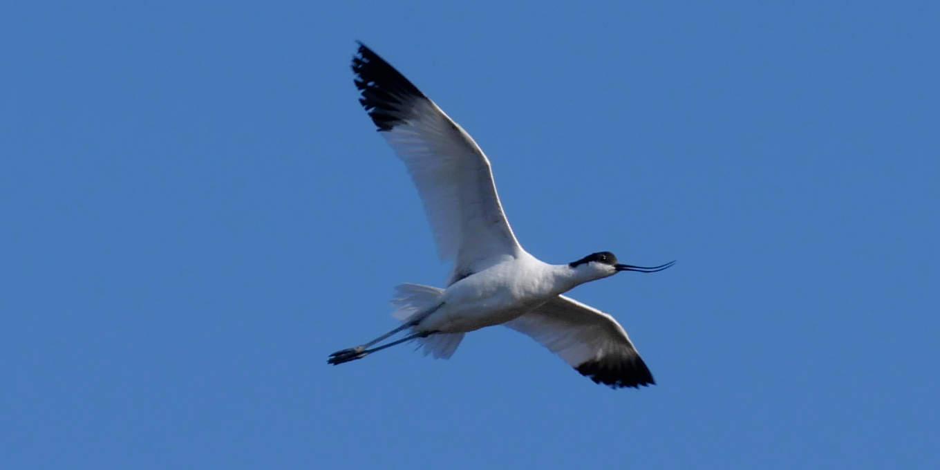 Avocette élégante  à la réserve naturelle de Moëze-Oléron