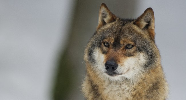 Le nombre de loups a baissé pour la première fois depuis son