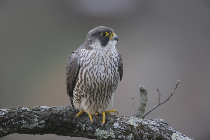 Faucon pèlerin (Falco peregrinus) posé sur une branche