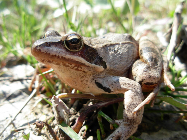 La grenouilles des Pyrénées - amphibien le plus menacé de  FranceEspèces-menacées.fr