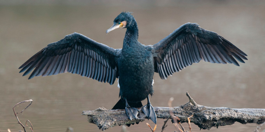 Grand cormoran de profil posé sur une branche les ailes déployées pour les faire sécher
