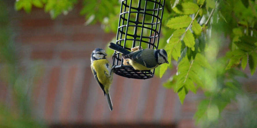Accueillir les oiseaux au jardin : les bonnes pratiques à suivre