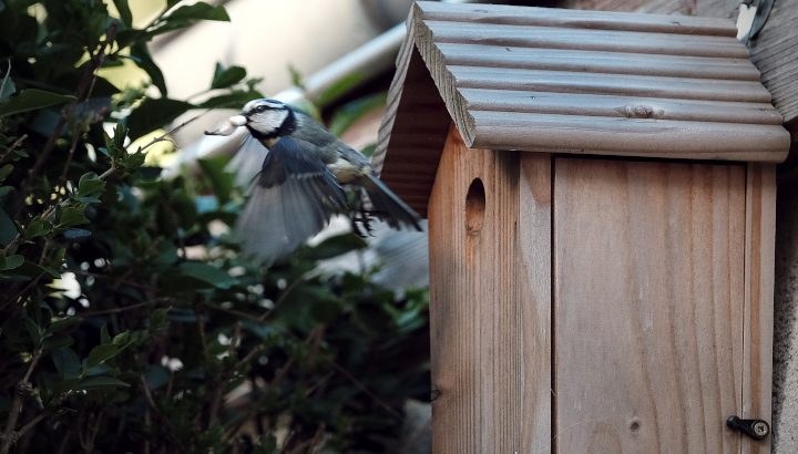 Oiseaux en danger : jardin sauvage, nichoir 5 idées pour leur venir en  aide - Le Parisien