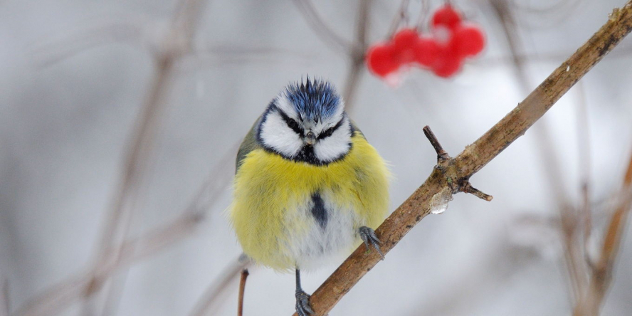Pour ou contre le nourrissage des oiseaux en hiver ?