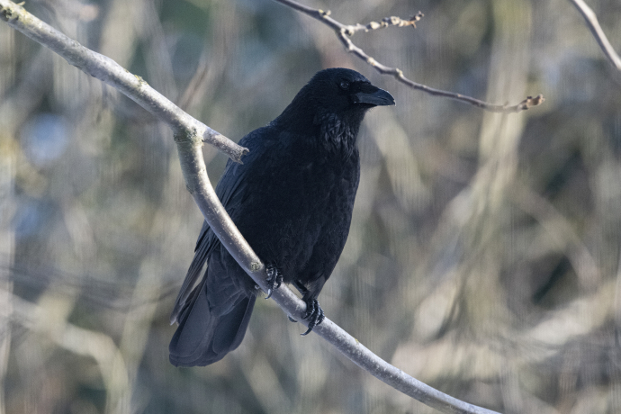 Corneille noire posée sur une branche