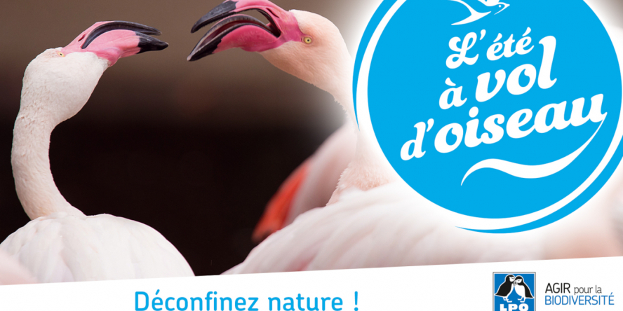 Accueil  - LPO (Ligue pour la Protection des Oiseaux) - Agir