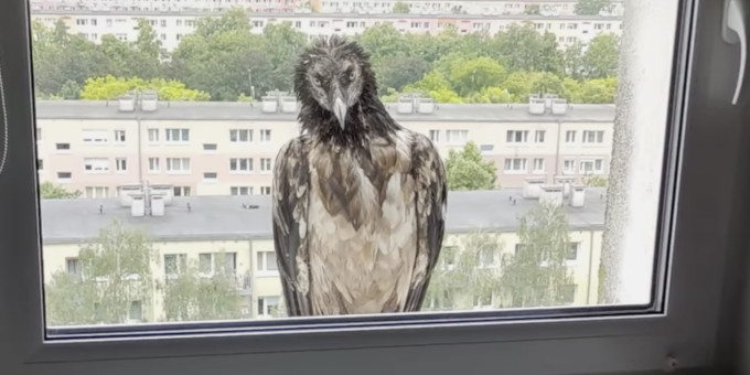 Le Gypaète barbu "Rei del Causse" à la fenêtre d'un appartement de la ville de Poznan en Pologne