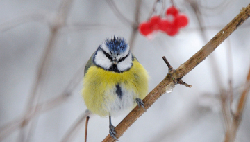 Nourrir en hiver – Ligue Royale Belge pour la Protection des Oiseaux