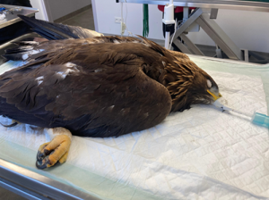 Opération de l'Aigle sous anesthésie générale