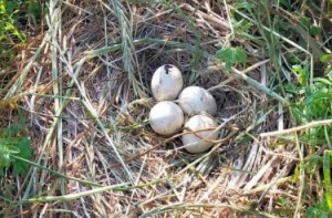 Eclosion des œufs dans le nid de Busard cendré